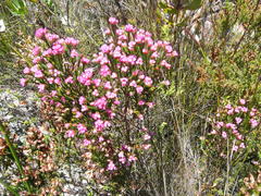 Erica bracteolaris