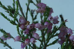 Erica gracilis