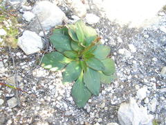 Hermas ciliata