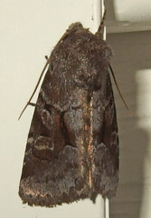 Oligia minuscula