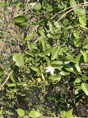 Jasminum fluminense fluminense