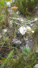 Hermas ciliata