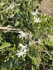 Jasminum fluminense fluminense