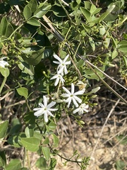 Jasminum fluminense fluminense