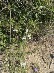 Jasminum fluminense fluminense