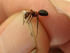 Formica truncorum