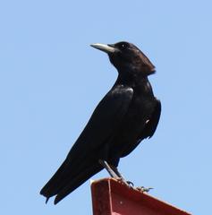 Corvus capensis capensis
