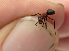 Formica truncorum