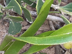 Trachyandra muricata