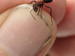 Formica truncorum