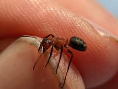 Formica truncorum
