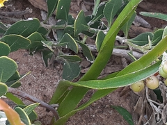 Trachyandra muricata