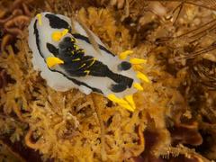 Polycera capensis