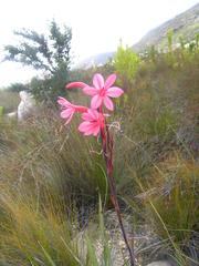Watsonia fourcadei