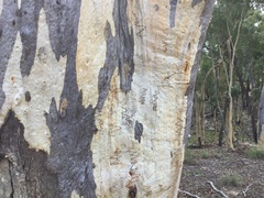 Eucalyptus rossii