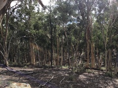 Eucalyptus rossii