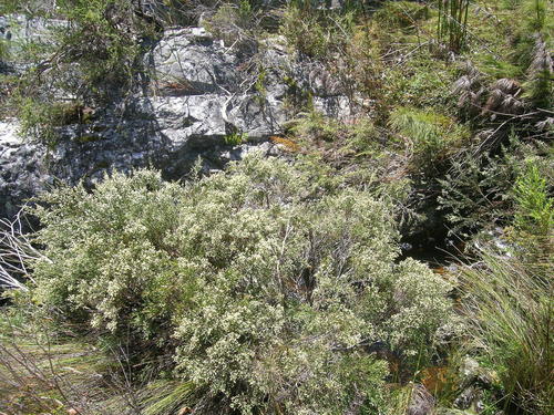 Brunia schlechteri (Brunia schlechteri)