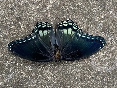 Limenitis arthemis