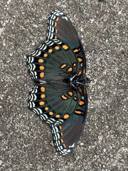 Limenitis arthemis