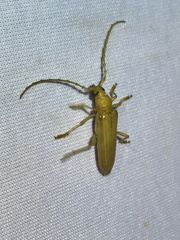 Atylostagma politum