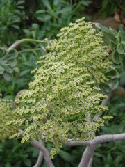 Aeonium lancerottense