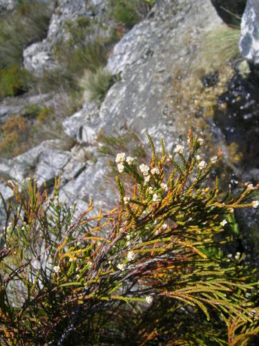 Brunia schlechteri (Brunia schlechteri)