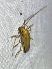 Atylostagma politum