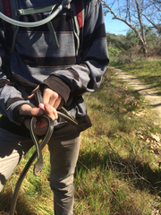 Masticophis lateralis lateralis
