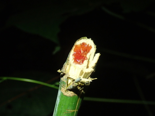 Macaranga tanarius