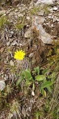 Hieracium bifidum