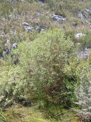 Empleurum unicapsulare