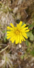 Hieracium bifidum