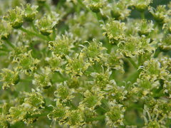 Aeonium lancerottense