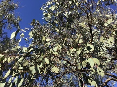 Eucalyptus albens