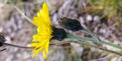 Hieracium bifidum