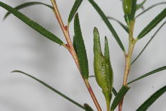 Empleurum unicapsulare