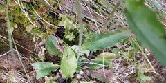 Hieracium bifidum