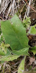 Hieracium bifidum