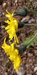 Hieracium bifidum