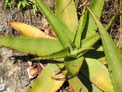Aloe affinis