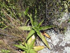 Aloe affinis