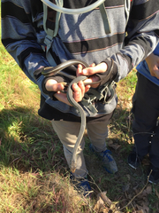 Masticophis lateralis lateralis