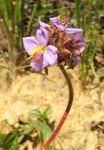 Dwarf Dissotis