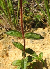 Argyrella phaeotricha