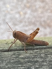 Anacridium aegyptium