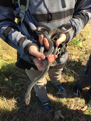 Masticophis lateralis lateralis