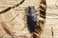 Chrysobothris solieri