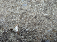 Cydalima perspectalis