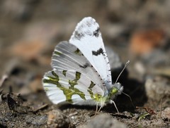 Euchloe olympia