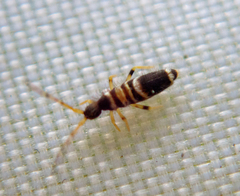 Entomobrya superba